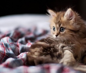 开云体育-魔笛不歇，智利防线在克罗地亚的节奏中迷失—莫德里奇持续制造杀伤的艺术解析