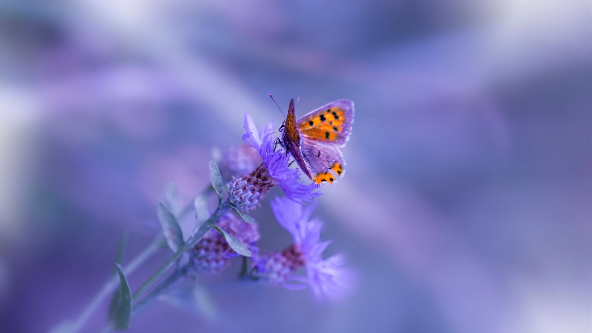 欧冠淘汰赛焦点战，广厦队速胜快船